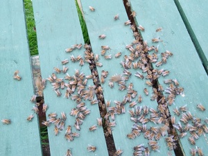 ARE YOU GIVING AWAY BEEHIVES  FOR FREE ?