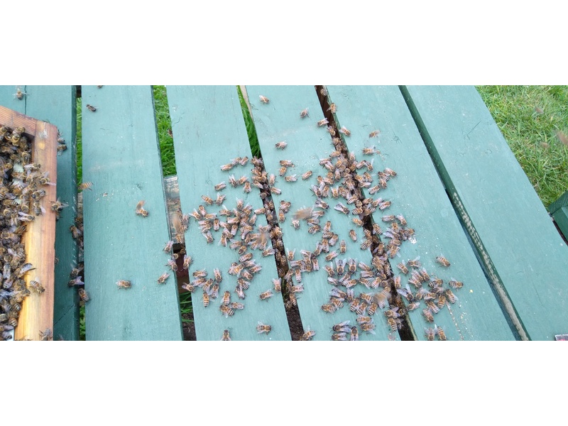 ARE YOU GIVING AWAY BEEHIVES  FOR FREE ?