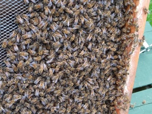 ARE YOU GIVING AWAY BEEHIVES  FOR FREE ? in Ventnor