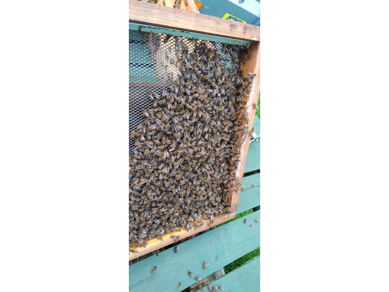 ARE YOU GIVING AWAY BEEHIVES  FOR FREE ? in Ventnor
