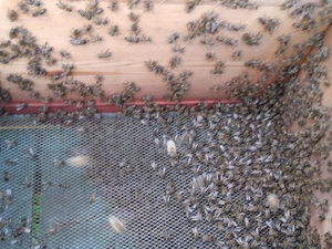 ARE YOU GIVING AWAY BEEHIVES  FOR FREE ? Pressure Washers and Leaf Blowers in Ventnor
