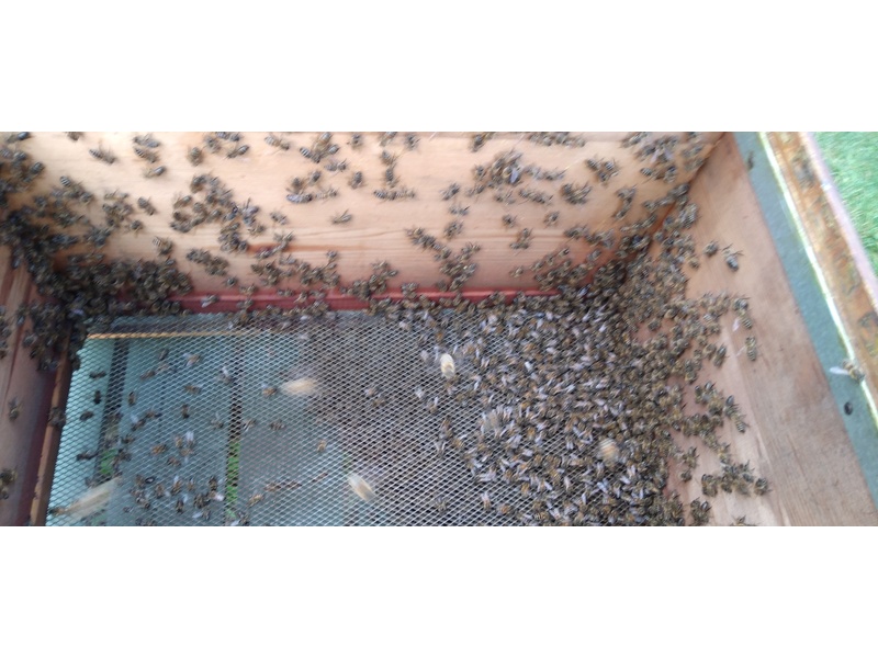 ARE YOU GIVING AWAY BEEHIVES  FOR FREE ? Pressure Washers and Leaf Blowers in Ventnor