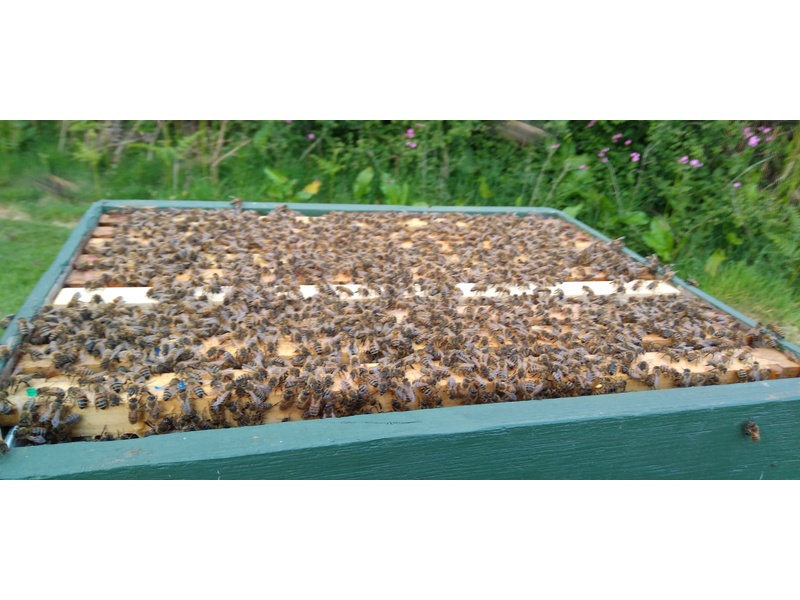 ARE YOU GIVING AWAY BEEHIVES  FOR FREE ? Pressure Washers and Leaf Blowers