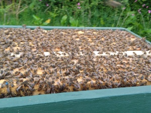 WANTED BEEHIVES WITHOUT OR WITH HONEY BEES in Ventnor