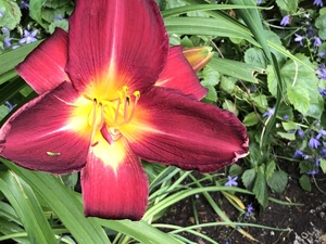 Day Lily Stafford  in Shanklin