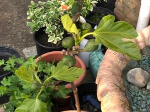 A fig tree in Shanklin