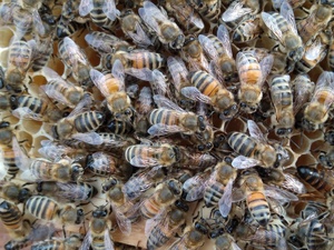 BEEHIVES HIVES WANTED  WITH HONEY BEES OR WITHOUT HONEY BEES