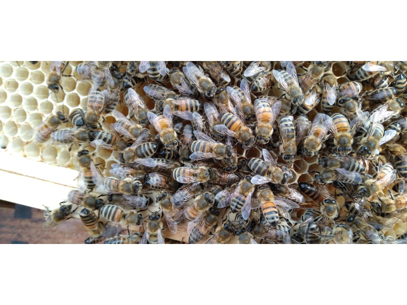 BEEHIVES HIVES WANTED  WITH HONEY BEES OR WITHOUT HONEY BEES