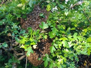 BEEHIVES HIVES WANTED  WITH HONEY BEES OR WITHOUT HONEY BEES  in Ventnor