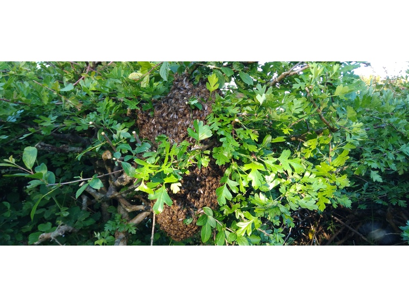 BEEHIVES HIVES WANTED  WITH HONEY BEES OR WITHOUT HONEY BEES  in Ventnor