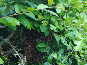 BEEHIVES HIVES WANTED  WITH HONEY BEES OR WITHOUT HONEY BEES  Lawnmowers and Trimmers in Ventnor