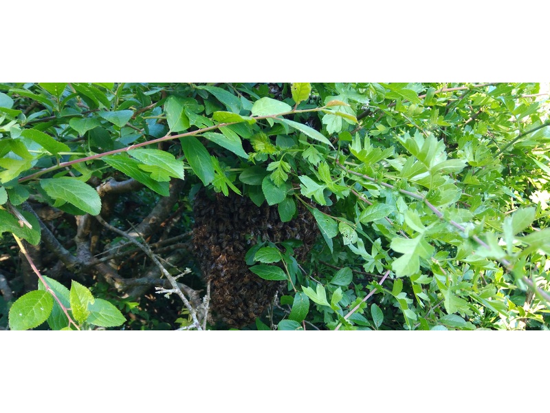 BEEHIVES HIVES WANTED  WITH HONEY BEES OR WITHOUT HONEY BEES  Lawnmowers and Trimmers in Ventnor