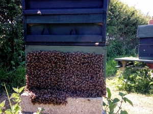 BEEHIVES HIVES WANTED  WITH HONEY BEES OR WITHOUT HONEY BEES  Lawnmowers and Trimmers