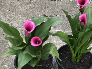 Calla Lily