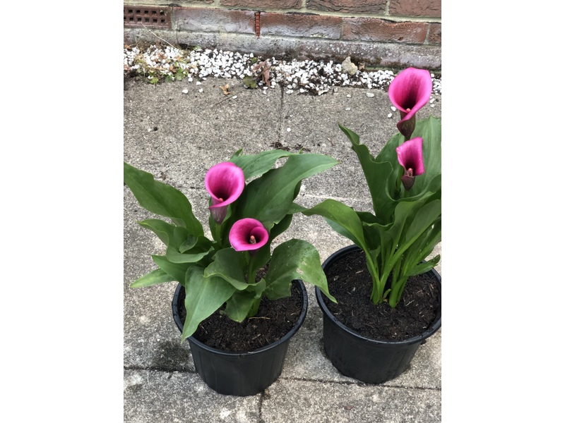 Calla Lily