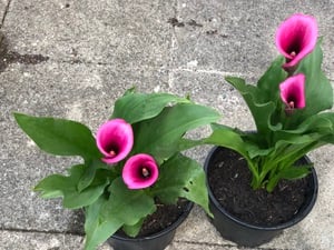 Calla Lily in Shanklin