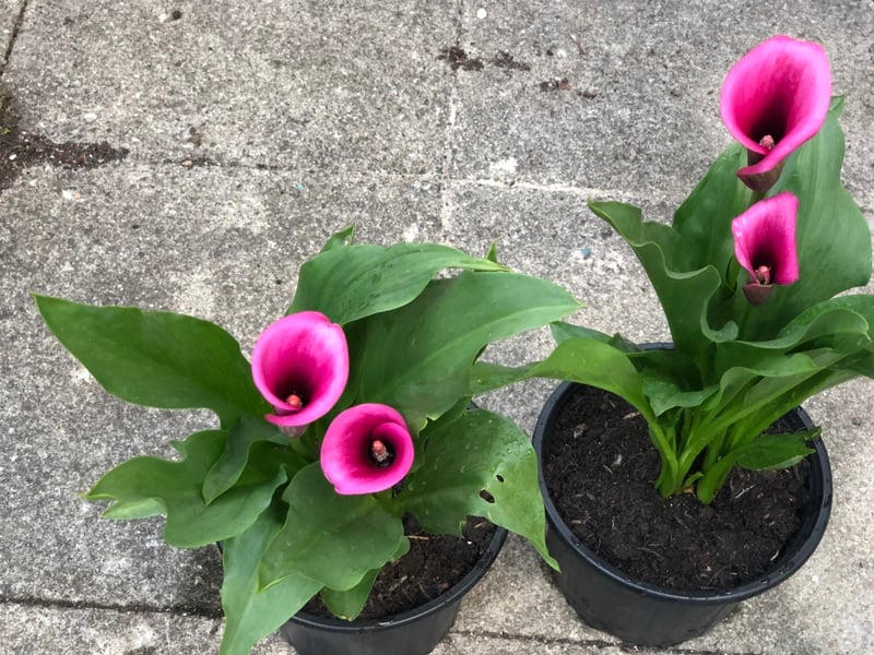 Calla Lily in Shanklin