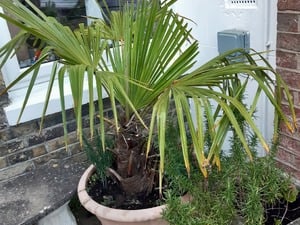 Plants and pots in Newport