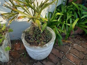 Palm three  large excluding the pot £20  2 available 0754 892 0708  in ryde in Cowes