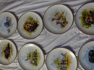 set of plates in Sandown
