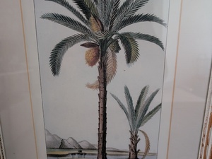 Beautiful Palm Tree Prints With Frames Included - Size 50cm x36cm in Cowes