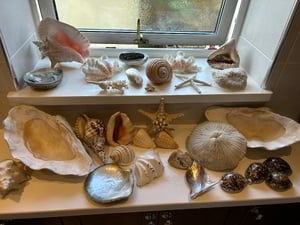Statement Coastal Shell & Natural Fossil Display Collection in Bembridge