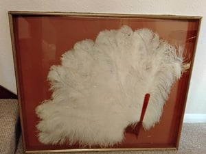 Large ostrich fan in frame in Ryde