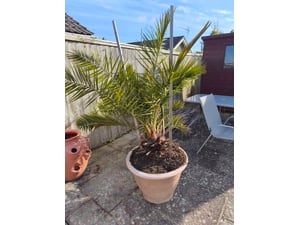 Canarian Island Date Palm Tree, mature, in large pot £50. in Sandown