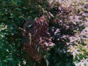 BEE SWARM COLLECTION PLEASE CALL ME   Sprinkler Systems and Lawn Maintenance