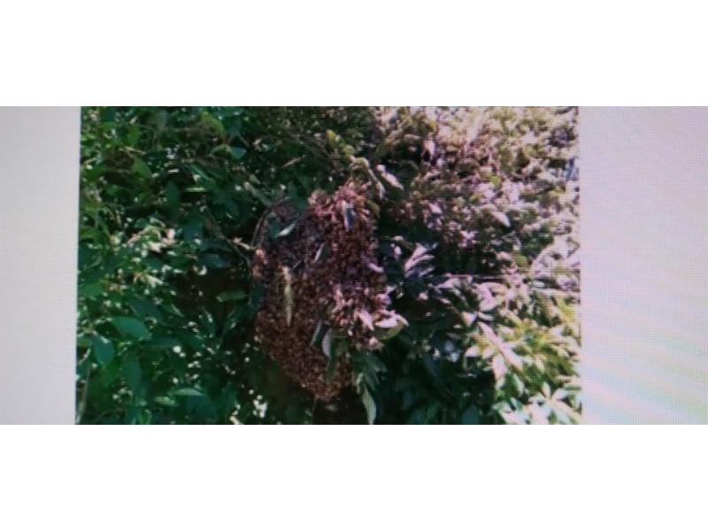 BEE SWARM COLLECTION PLEASE CALL ME   Sprinkler Systems and Lawn Maintenance