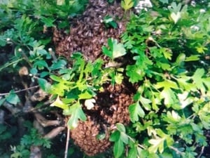 BEE SWARM COLLECTION PLEASE CALL ME   in Ventnor