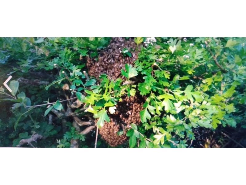 BEE SWARM COLLECTION PLEASE CALL ME   in Ventnor