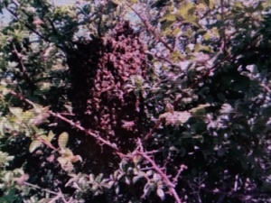 BEE SWARM COLLECTION PLEASE CALL ME