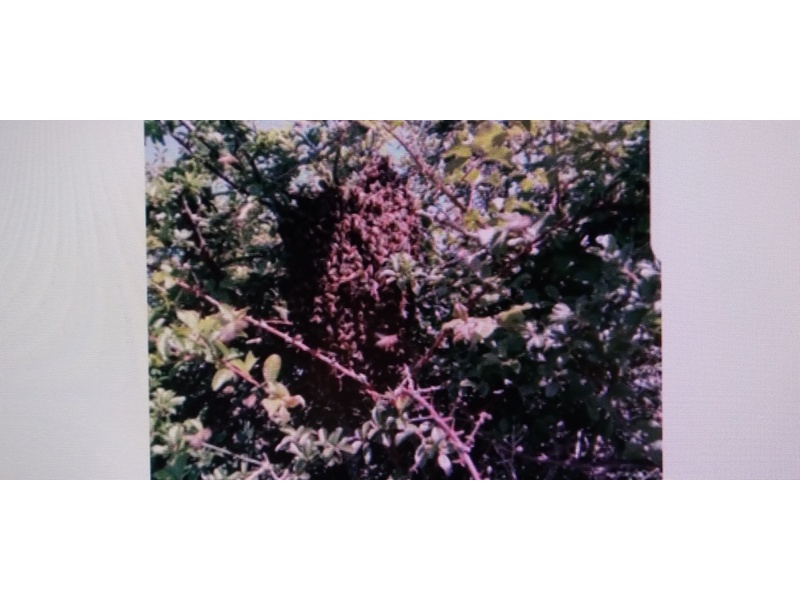 BEE SWARM COLLECTION PLEASE CALL ME