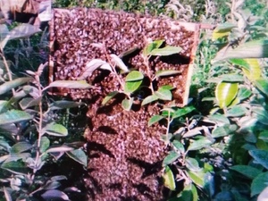 BEE SWARM COLLECTION PLEASE CALL ME   in Ventnor