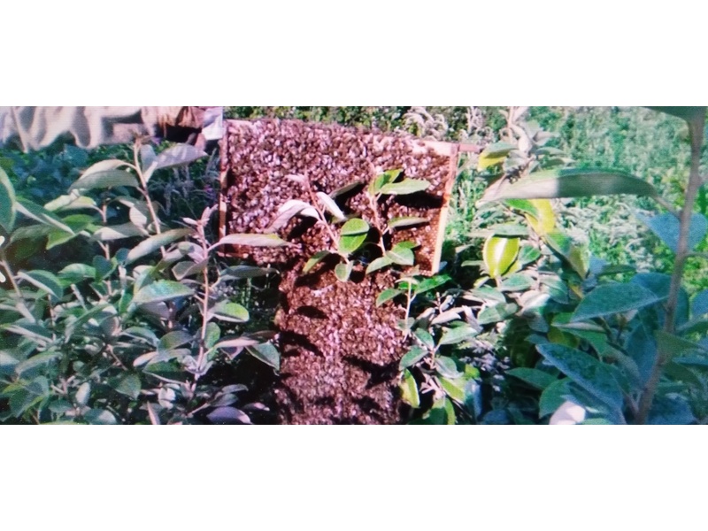 BEE SWARM COLLECTION PLEASE CALL ME   in Ventnor
