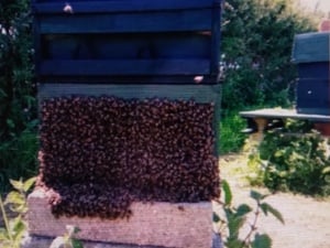 BEE SWARM COLLECTION PLEASE CALL ME   Sprinkler Systems and Lawn Maintenance in Ventnor
