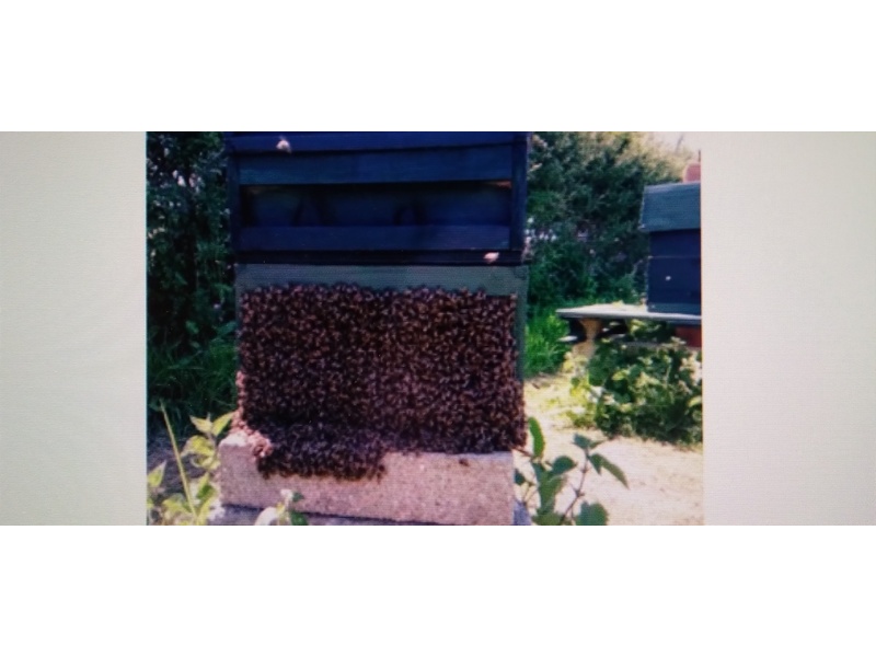 BEE SWARM COLLECTION PLEASE CALL ME   Sprinkler Systems and Lawn Maintenance in Ventnor