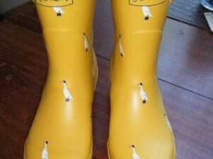 Joules womens duck wellingtons in Ryde