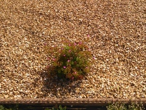 Golden gravel in Newport