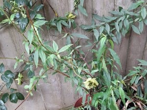 PEACH TREE in Newport