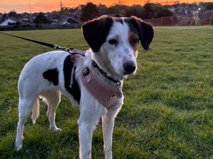 1 year old Springer Cross in Newport For Sale