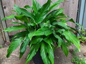 Peace Lilies  in Ryde