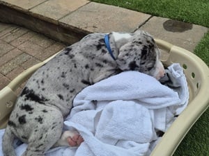 Great Dane Puppies in Isle Of Wight For Sale