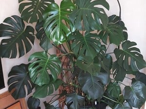 VERY LARGE Monstera Deliciosa (Swiss Cheese Plant)  in Ventnor