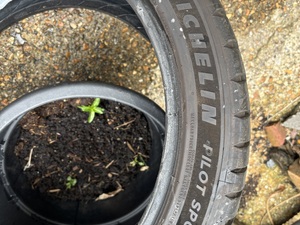 Michelin pilot sport 5