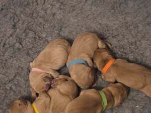 KC LABRADOR PUPPIES in Sandown For Sale
