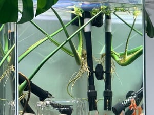 Tropical fish in Sandown For Sale