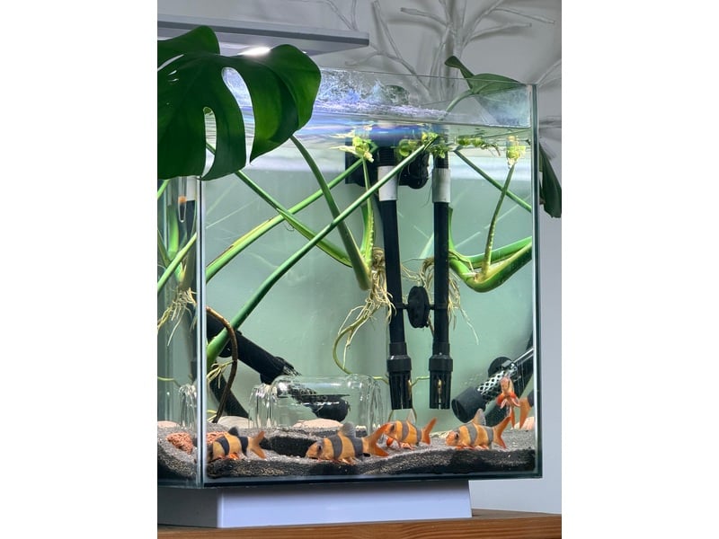 Tropical fish in Sandown For Sale