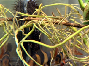 Sandown Tropical Fish Tropical fish